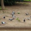Holubi a papoušci v parku v Barceloně