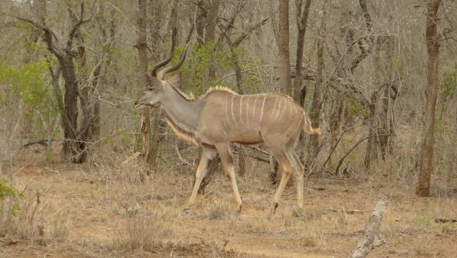 Kudu velký - samec