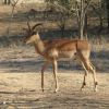 Impala jihoafrická - samec