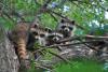 800px-raccons_in_a_tree.jpg