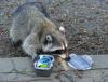 raccoon_cache.jpg